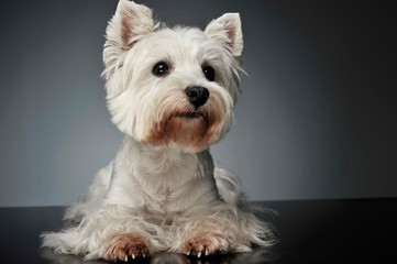 West Highland White Terrier watching on the photostudio