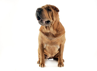 Shar pei sitting  in the white studio and looking left