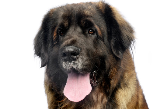 Leonberger portrait with white background in studio