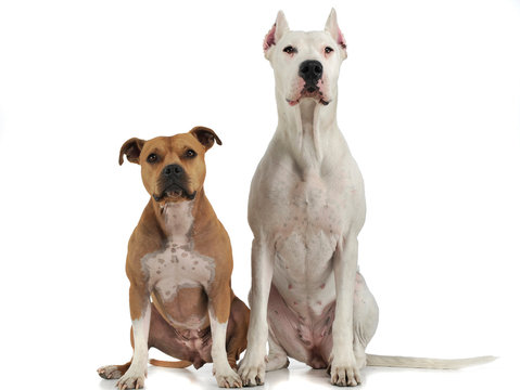 Argentin Dog and Staffordshire Terrier on the white floor