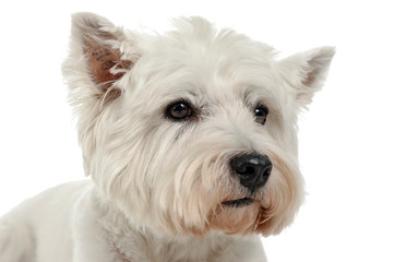 West Highland White Terrier studio portrait with ewhite background