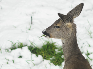 deer on snowy background