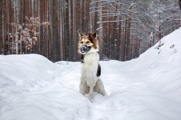Dog in plastic muzzle running in winter forest with snow