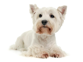 West Highland White Terrier on the white studio floor
