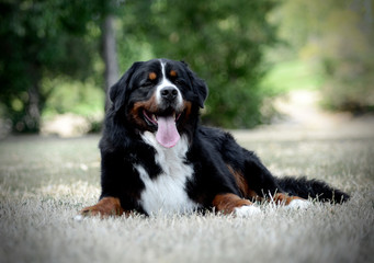 very nice Bernese Mountain Dog in the park