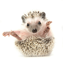 sweet young Hedgehog in the white studio