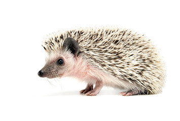 sweet young Hedgehog in the white studio