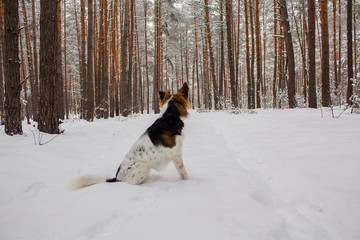 Dog in plastic muzzle running in winter forest with snow