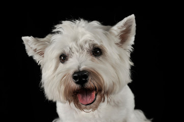 West Highland White Terrier portrait in the dark studio