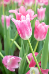 Beautiful pink tulip flower in the garden. 