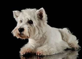 West Highland White Terrier lying in the dark studio