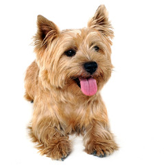 Cairn Terrier lying in the white studio floor