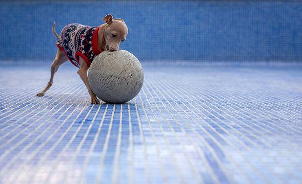 Italian greyhound dog playing in the pool with a ball