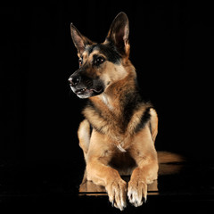 German shepherd relaxing in the dark studio