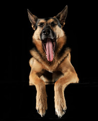 German shepherd yawn in the dark studio