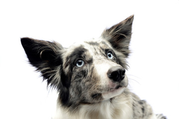 Border Collie portrait in the white studio