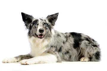 Border Collie is in the white background