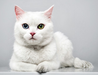 Beautiful cat with blue and green eyes lying in the studio
