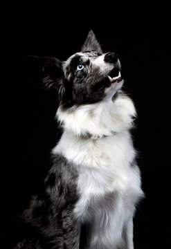 border collie looking up in the dark studio
