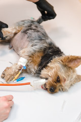 Yorkshire Terrier on operating table in veterinary hospital