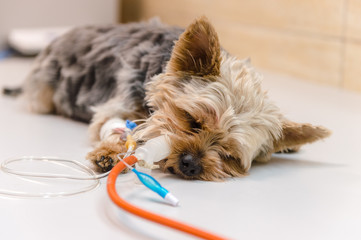 Yorkshire Terrier on operating table in veterinary hospital