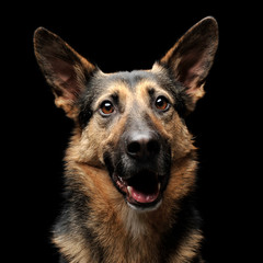 German shepherd portrait in the dark background