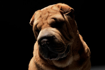 Shar pei portrait in the dark background