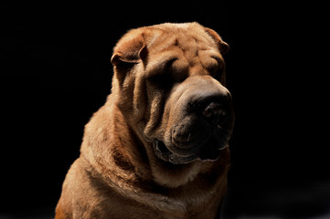 Shar pei portrait in the dark background