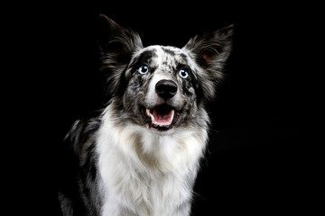 Fototapeta premium border collie portrait in the dark background