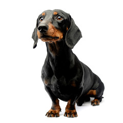  Dachshund portrait in white studio