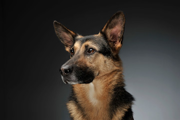German shepherd portait in the gray studio