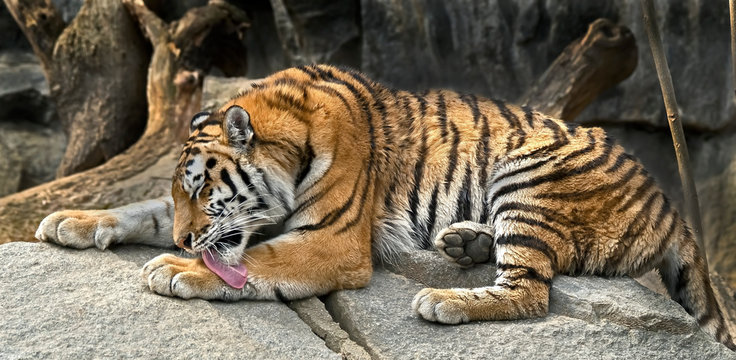 Young siberian tiger . Latin name - Panthera tigris altaica