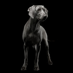 Beautiful Weimarener in  dark photo studio