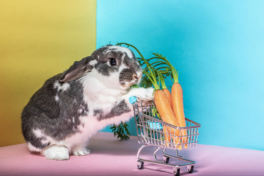 Bunny with shopping cart full of carrots