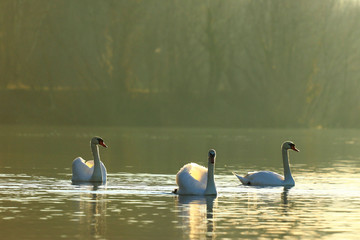 Swans on lake in morning light © Simun Ascic