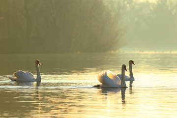 Swans on lake in morning light © Simun Ascic