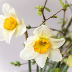 Fototapeta na wymiar two-coloured daffodils