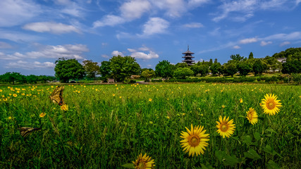 備中国分寺の五重塔と田園風景とひまわり、岡山県総社市、日本の絶景