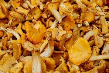 Fresh chanterelle mushrooms at the Farmers Market in Riga, Latvia