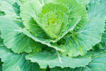 Blurred for Background.Natural fresh green cabbage (Ornamental Kale) with dew drops for texture.