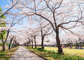 Obraz premium 満開の桜並木