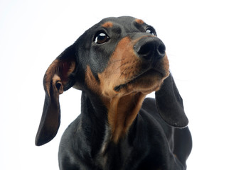 short hair puppy dachshund portrait in white background