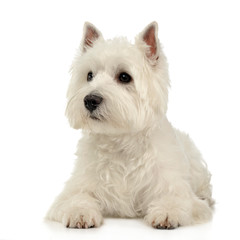 West Highland White Terrier lying on a white studio floor