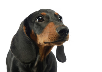 short hair puppy dachshund portrait in white background
