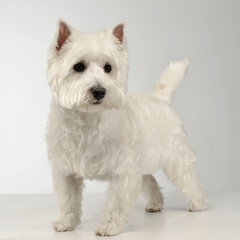 West Highland White Terrier staying on the white studio floor