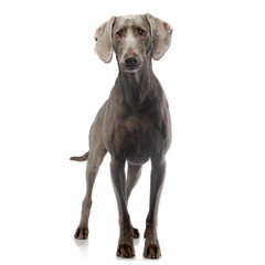 weimaraner staying in white photo background