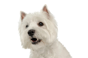 West Highland White Terrier portrait in a white studio