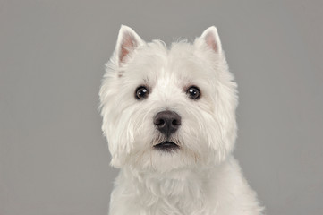 West Highland White Terrier portrait in a white studio