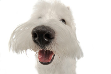 West Highland White Terrier portrait in a white studio