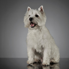 West Highland White Terrier sitting in a shiny gray background